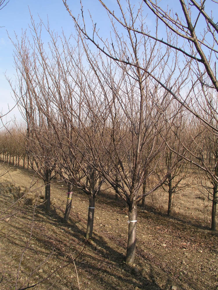Prunus KwanzanWeb