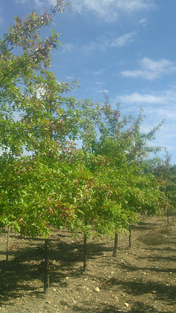 Quercus Palustris Pin OakWeb