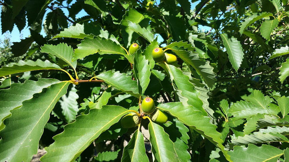 Quercus Prinus Chestnut OakWeb