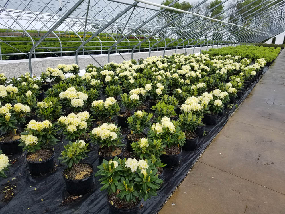 Rhododendron Capistrano 3g 5 4 17Web