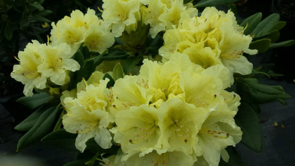 Rhododendron CapistranoWeb