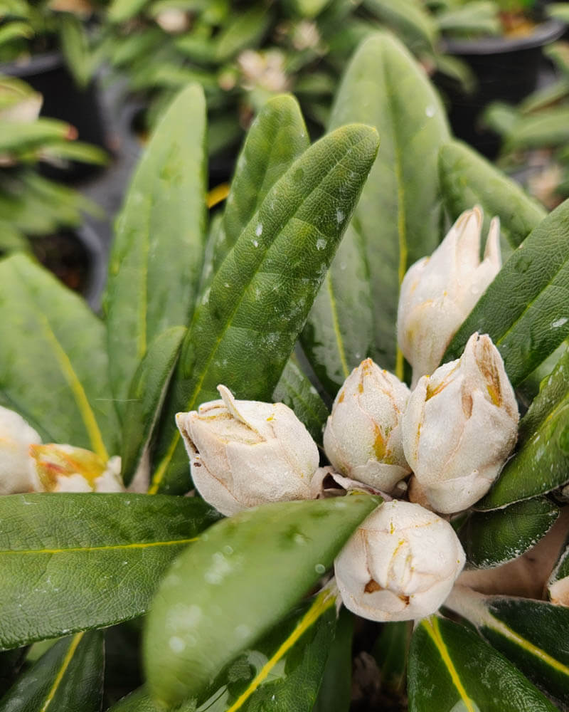 Rhododendron CreteWeb